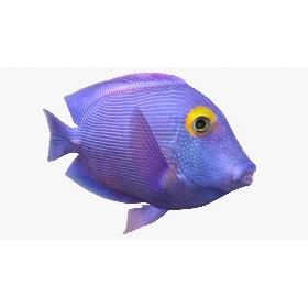 Kole Tang Animated 3D model